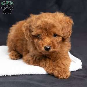 Ashley, Toy Poodle Puppy